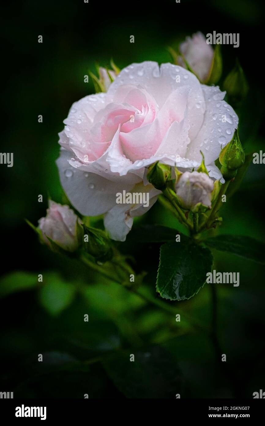 Rosa enfant spécial Floribunda rose. Banque D'Images