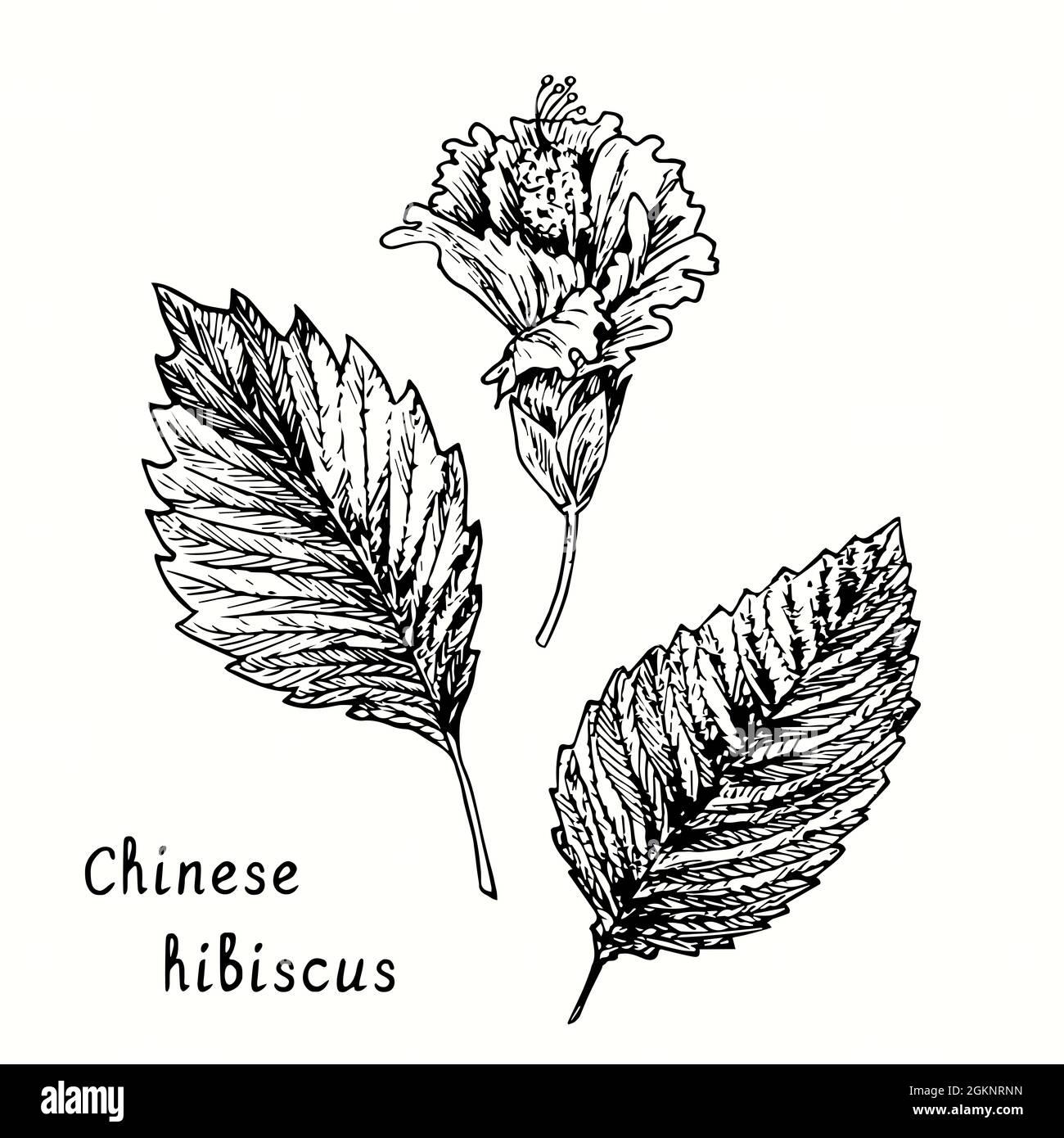 Ensemble de fleurs et de feuilles d'hibiscus chinois. Dessin d'une boisée noire et blanche à l'encre. Banque D'Images