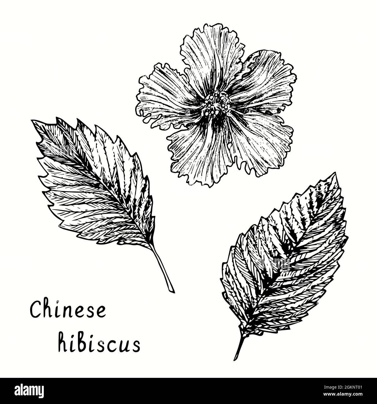 Fleurs d'hibiscus chinois, vue sur le dessus et ensemble de feuilles. Dessin d'une boisée noire et blanche à l'encre. Banque D'Images