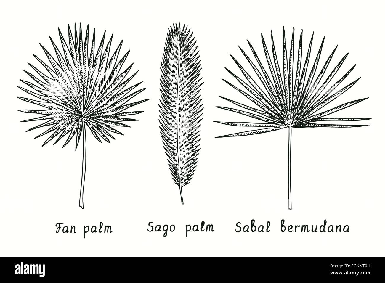 Palmier éventail (Livistona australie), palmier sagou (Cycas Revolut), feuille de Sabal bermudana. Dessin d'une boisée noire et blanche à l'encre. Banque D'Images