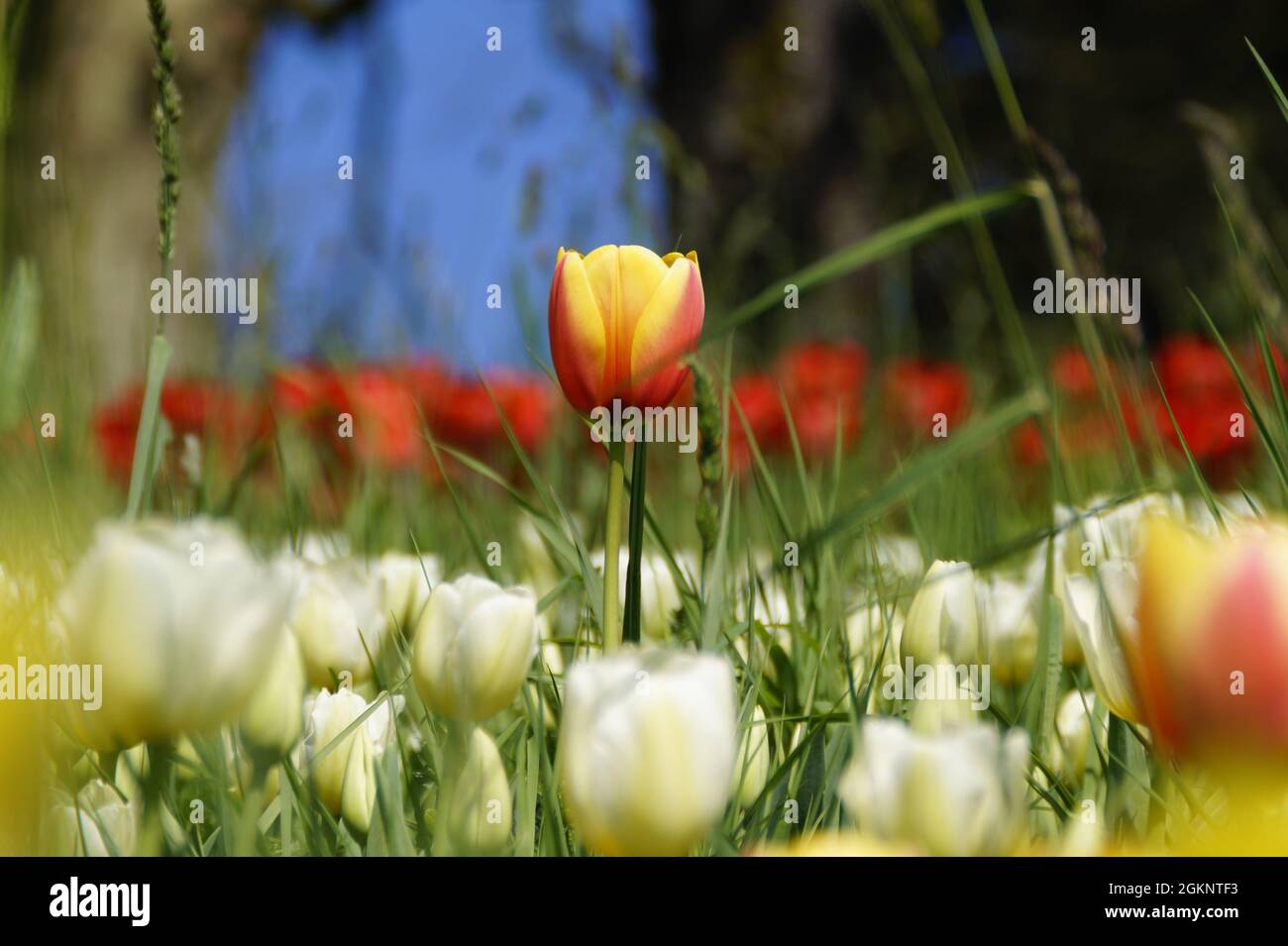 Une belle tulipe rouge avec une frange jaune sur l'île Fleur Mainau en Allemagne Banque D'Images