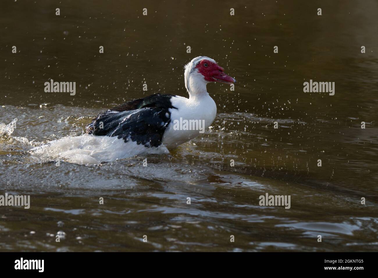 Gros plan d'un canard de Muscovy [Cairina moschata] dans l'eau Banque D'Images