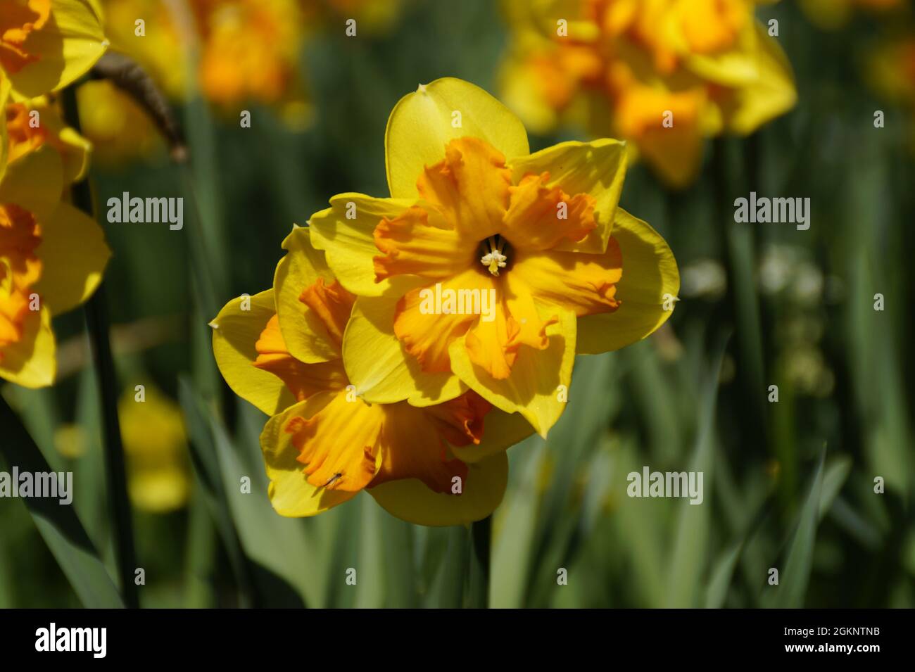 Une belle prairie pleine de jonquilles jaunes sur l'île Mainau en Allemagne Banque D'Images