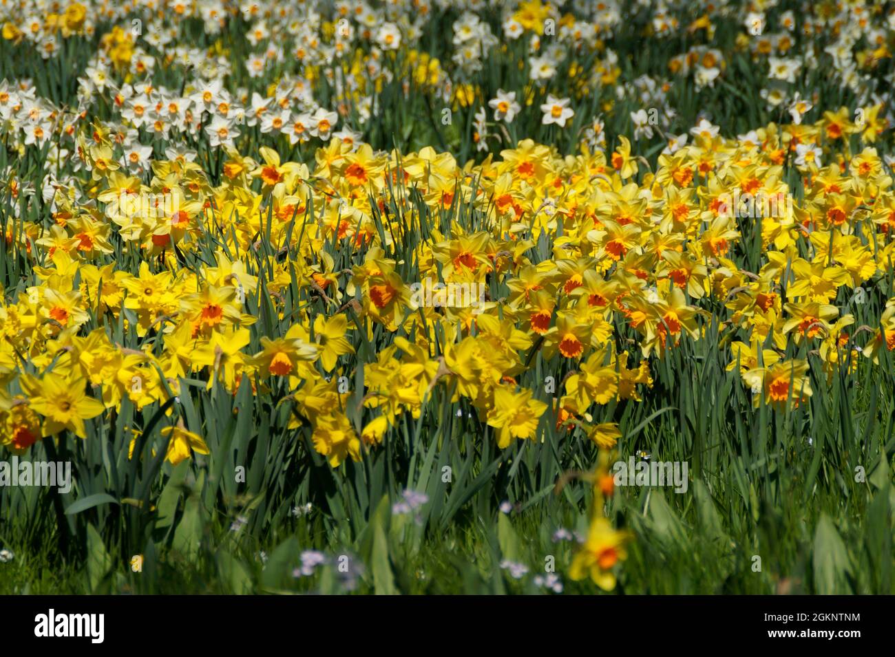 Une belle prairie pleine de jonquilles jaunes sur l'île Mainau en Allemagne Banque D'Images