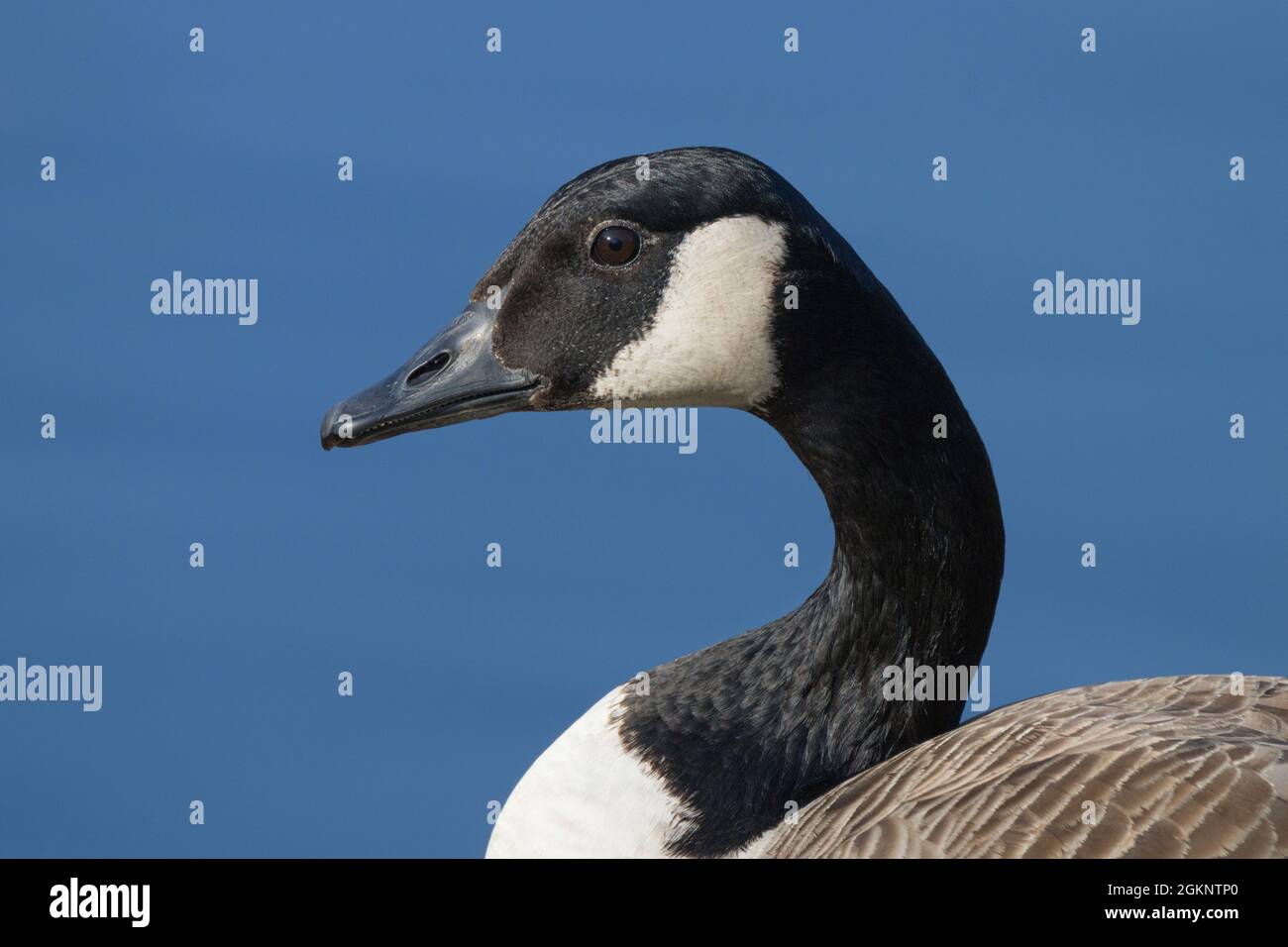 Gros plan d'une oie du Canada [Branta canadensis] Banque D'Images