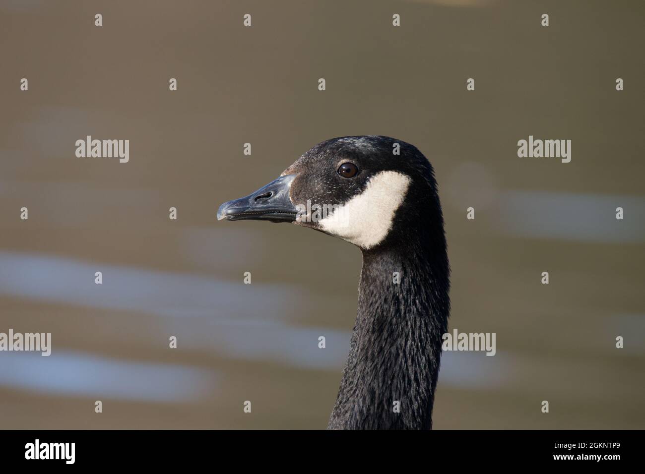 Gros plan d'une oie du Canada [Branta canadensis] Banque D'Images