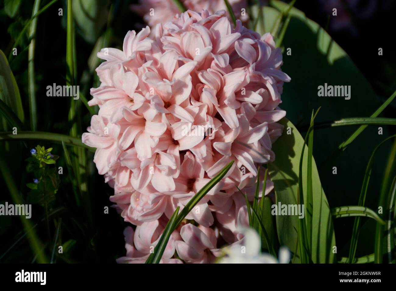 Une belle jacinthe rose lors d'une journée de printemps ensoleillée sur l'île Mainau en Allemagne Banque D'Images