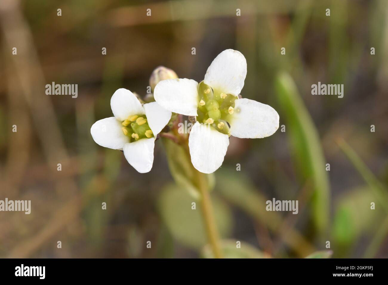 French Scurvy-grass - Cochlearia anglica Banque D'Images