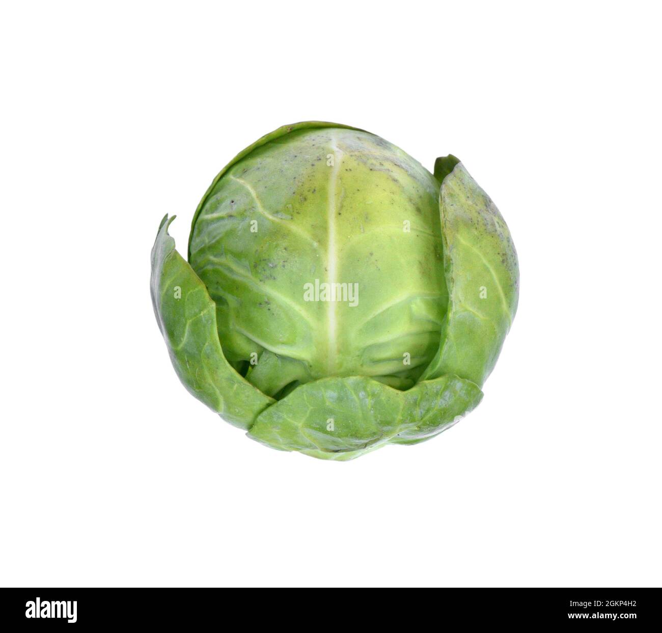 Bruxelles Sprout - Brassica oleracea var. Gemmifera Banque D'Images