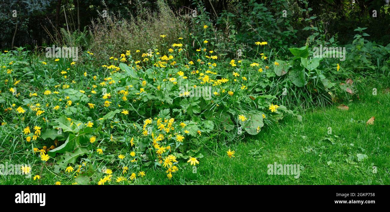 Fleurs sauvages jaunes poussant au bord des bois dans le Yorkshire Banque D'Images