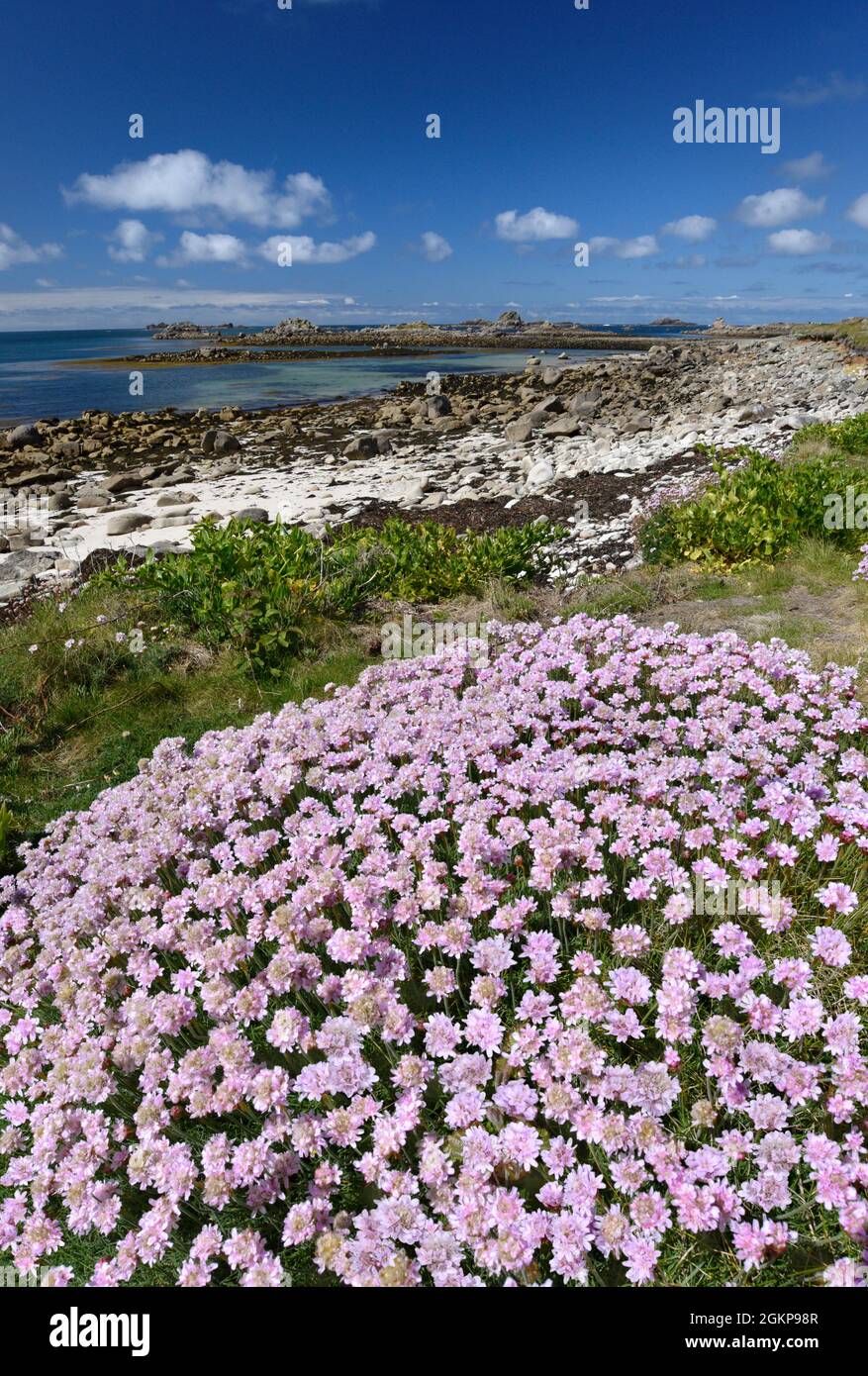 Thrift - Armeria maritima Banque D'Images