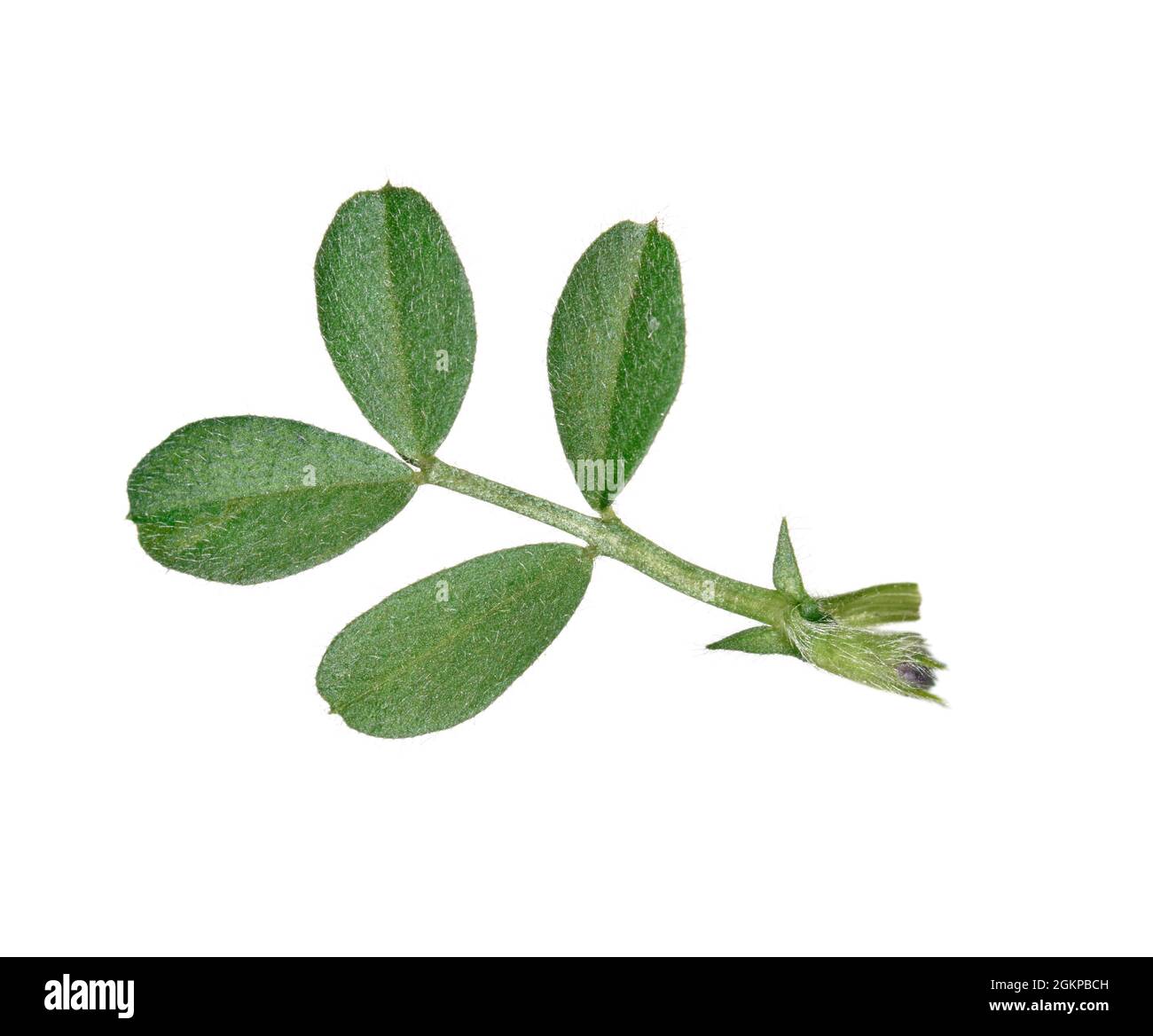 Spring Vetch - Vicia lathyroides Banque D'Images