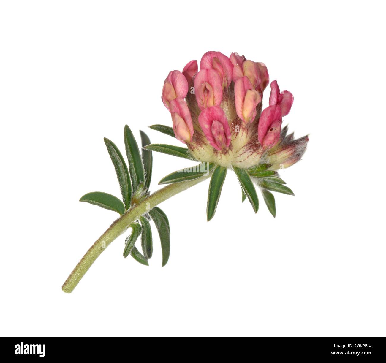 Etch rénal - Anthyllis vulneraria var. Coccinea Banque D'Images