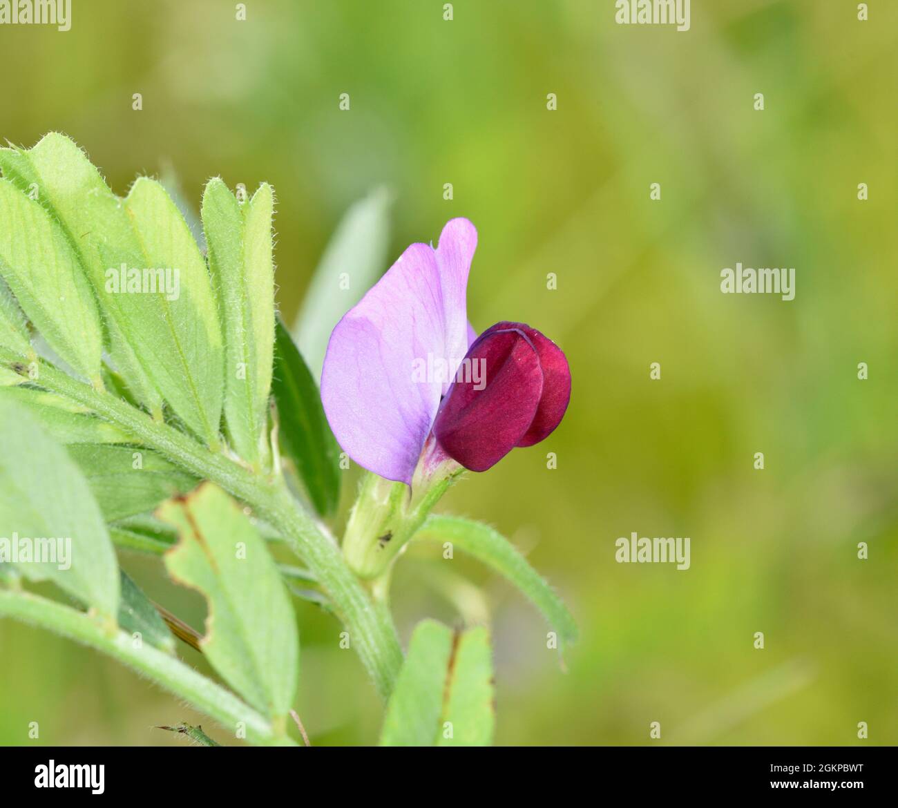 Vesce commune - Vicia sativa Banque D'Images