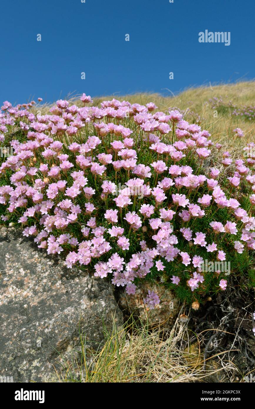 Thrift - Armeria maritima Banque D'Images