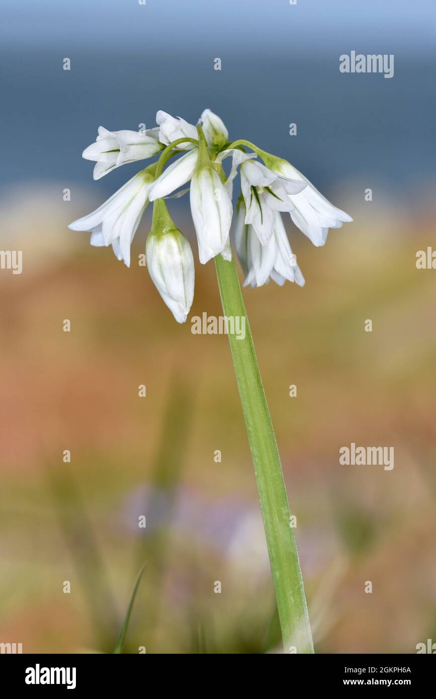 Leek à trois corned - Allium triquetrum Banque D'Images