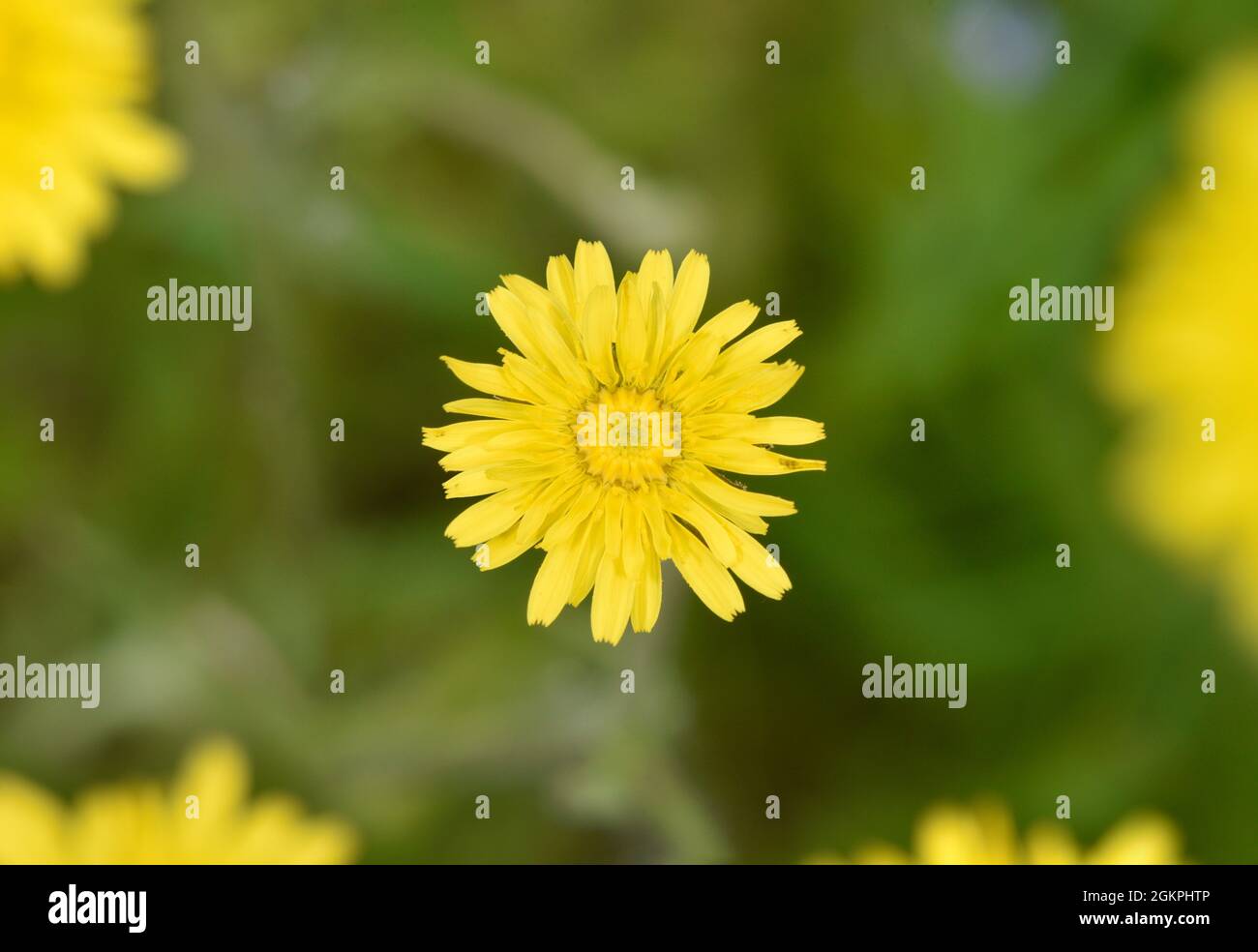 Barbe de faucon - Crepis foetida Banque D'Images