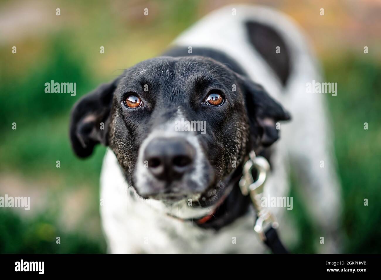 Chien blanc-gris et noir marchant Banque D'Images