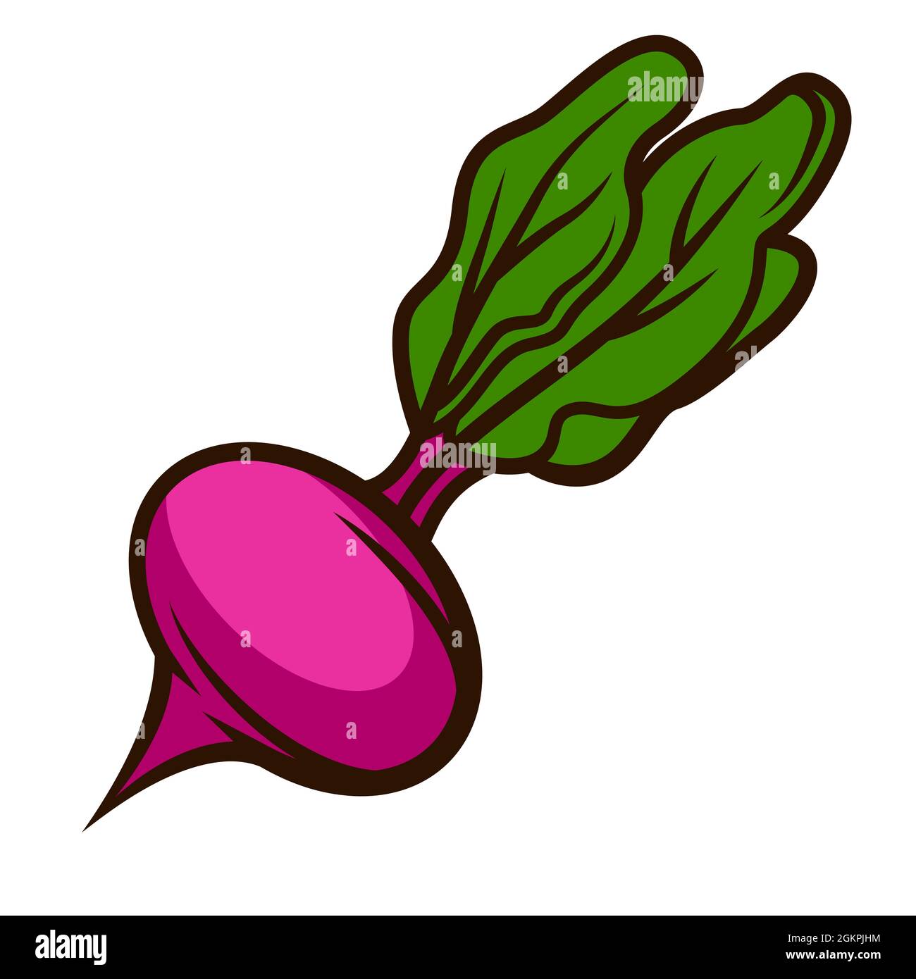 Illustration de la betterave mûre fraîche. Récolte automnale de légumes. Produits alimentaires pour les fermes, les marchés et les magasins. Illustration de Vecteur