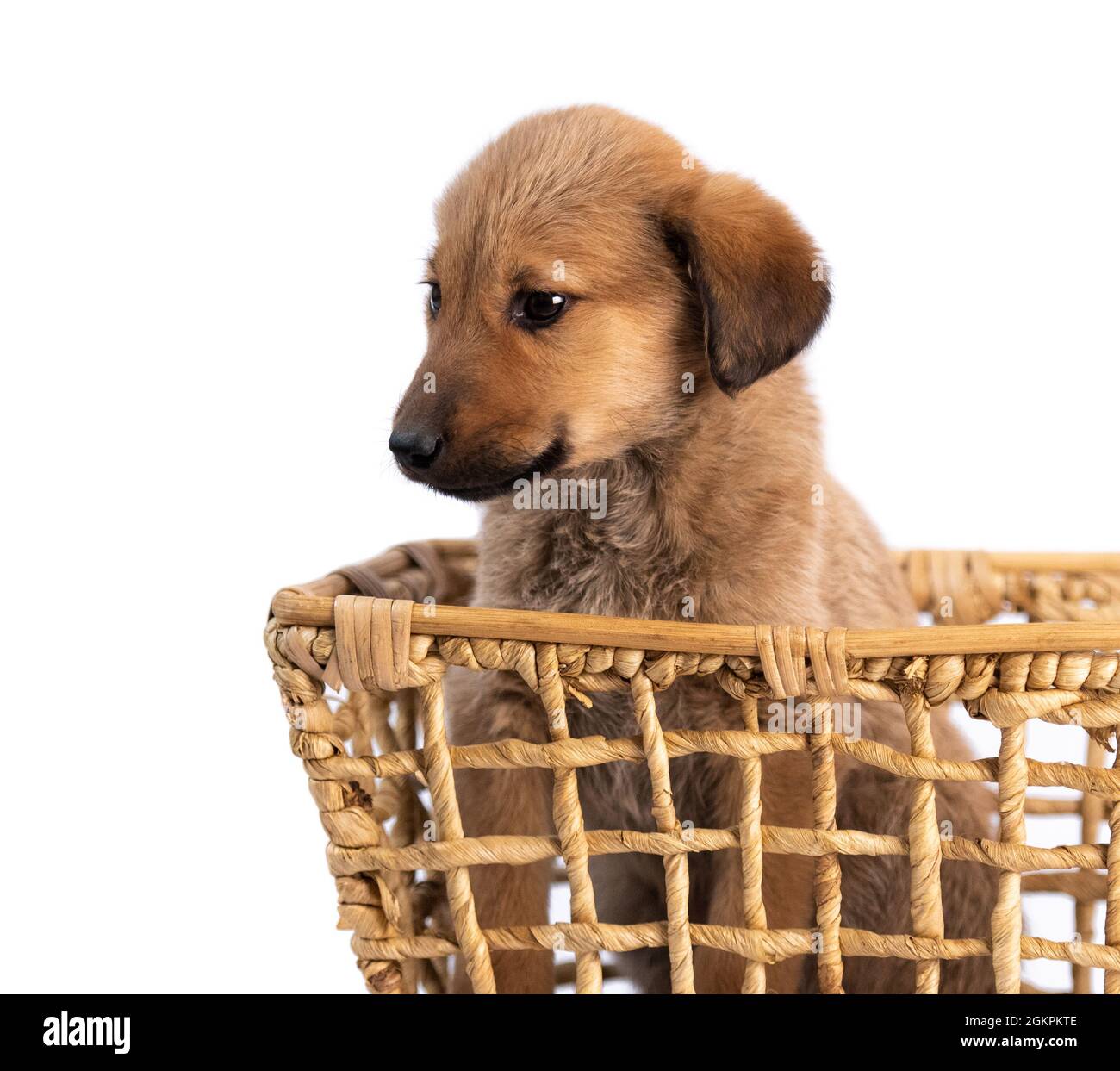 faites dorer votre chiot dans un panier isolé Banque D'Images