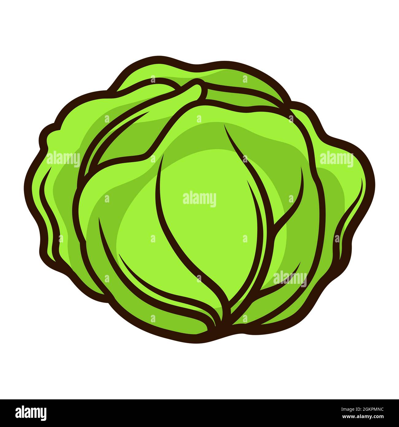 Illustration de chou mûr frais. Récolte automnale de légumes. Produits alimentaires pour les fermes, les marchés et les magasins. Illustration de Vecteur