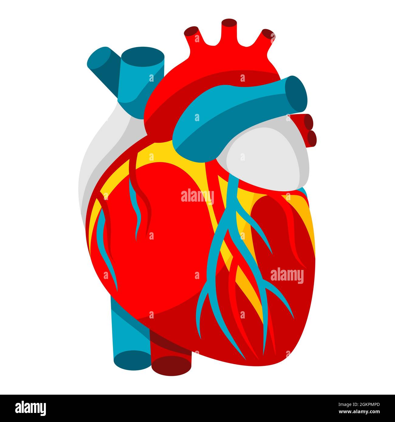 Illustration du cœur humain. Objet pour la médecine et la santé. Illustration de Vecteur