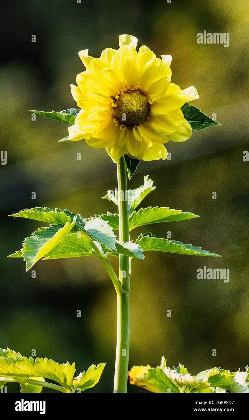 Mini tournesol en fleur sur la terrasse Banque D'Images