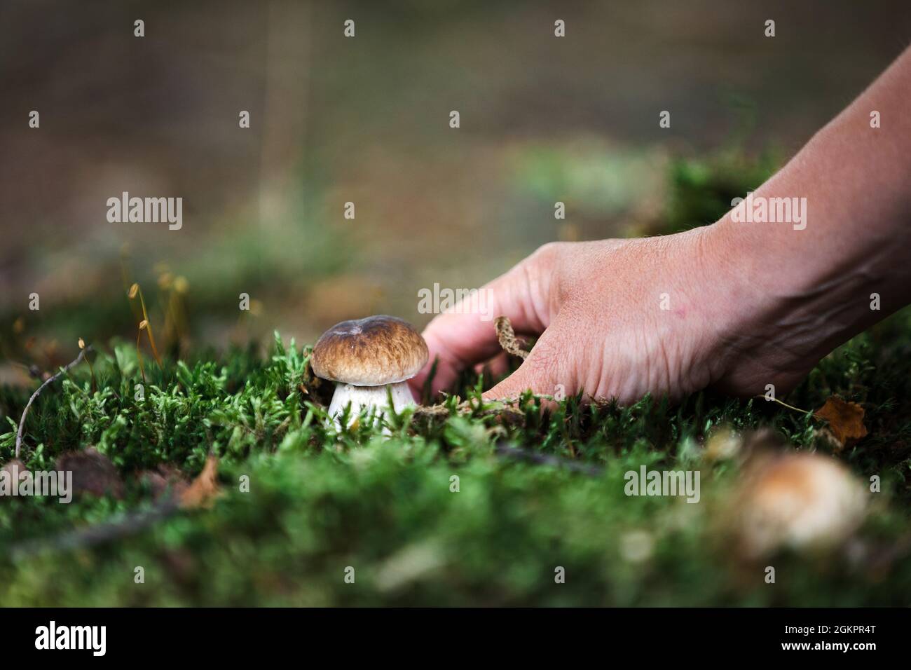 Cueillette de champignons dans les bois Banque D'Images