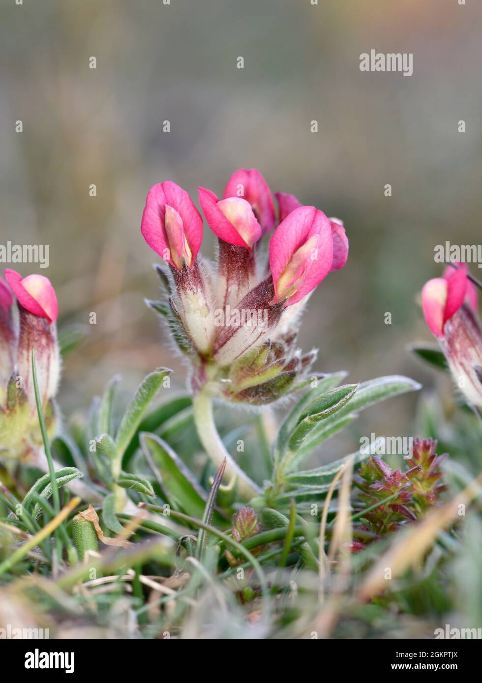 Etch rénal - Anthyllis vulneraria var. Coccinea Banque D'Images