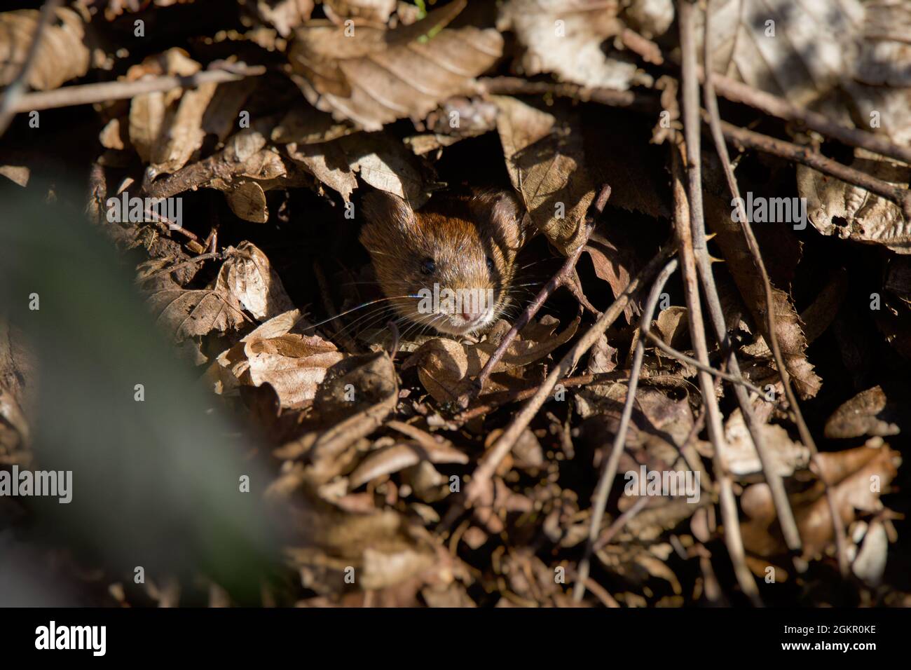Gros plan d'une souris européenne en bois [Apodemus sylvaticus] Banque D'Images