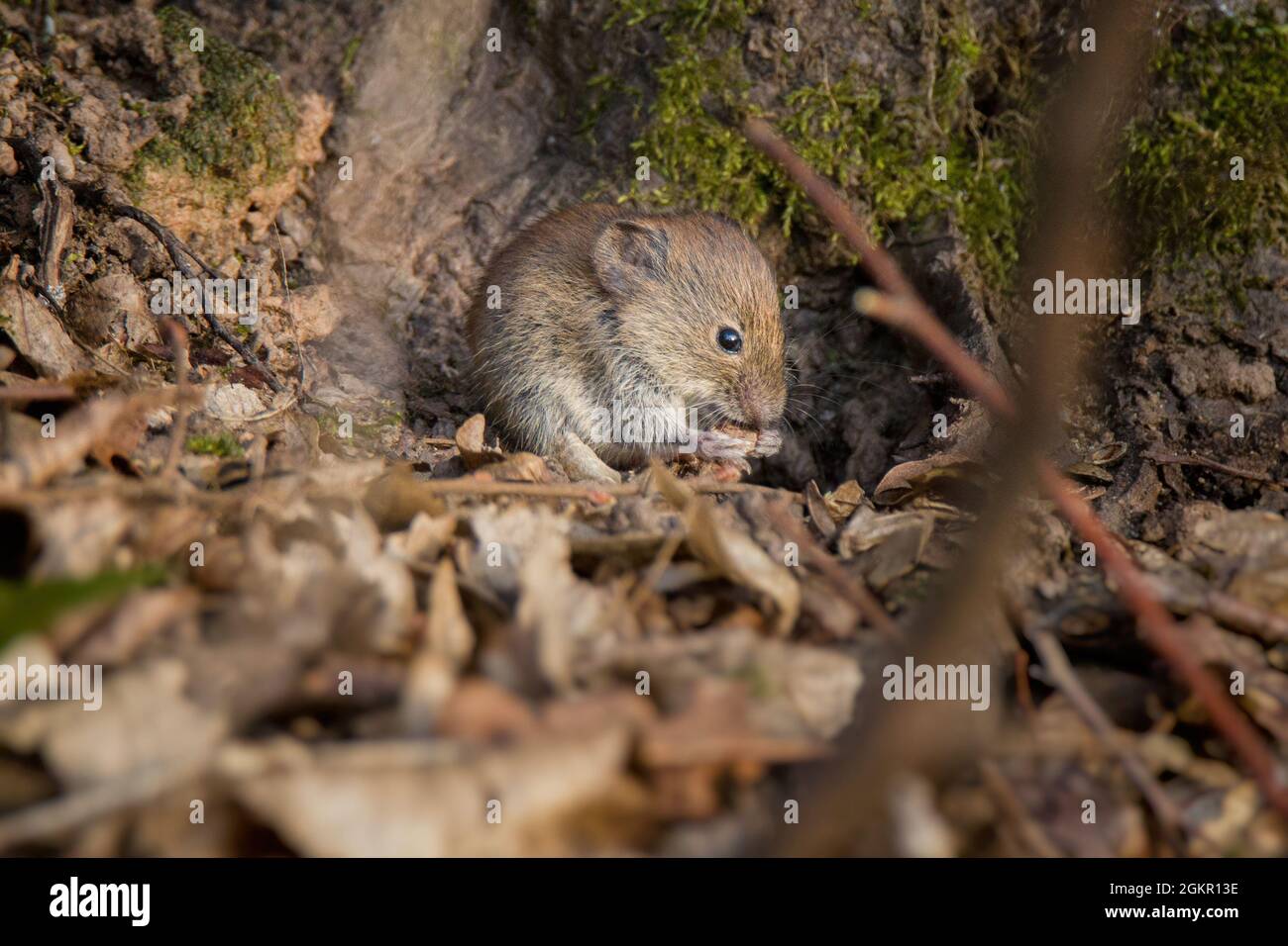 Loisir créatif - Souris naïve en bois