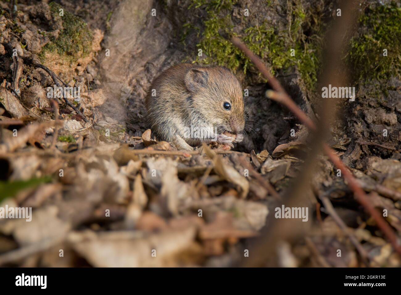 Gros plan d'une souris européenne en bois [Apodemus sylvaticus] Banque D'Images