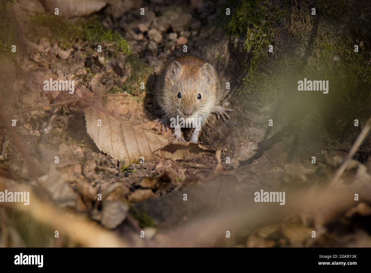 Gros plan d'une souris européenne en bois [Apodemus sylvaticus] Banque D'Images