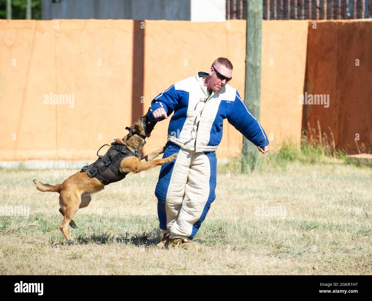 Chase, un chien d'application de la loi avec les troopeurs de l'État du Nebraska, engage un suspect en fuite lors d'une simulation de transfert de prisonnier le 16 juin 2021, dans le cadre de l'exercice Patriot '21 de la Garde nationale à fort McCoy, Sagesse plusieurs forces de sécurité de la Force aérienne et organismes civils chargés de l'application de la loi ont participé à l'exercice visant à aider à développer des compétences réelles en matière d'intervention médicale et de maintien de la paix en cas de catastrophe naturelle. Patriot ‘21 était un exercice conjoint et interinstitutions parrainé par le Bureau de la Garde nationale (NGB). Elle a eu lieu à Volk Field, Wisconsin, au Centre d'entraînement au combat et à fort McCoy à partir de juin Banque D'Images