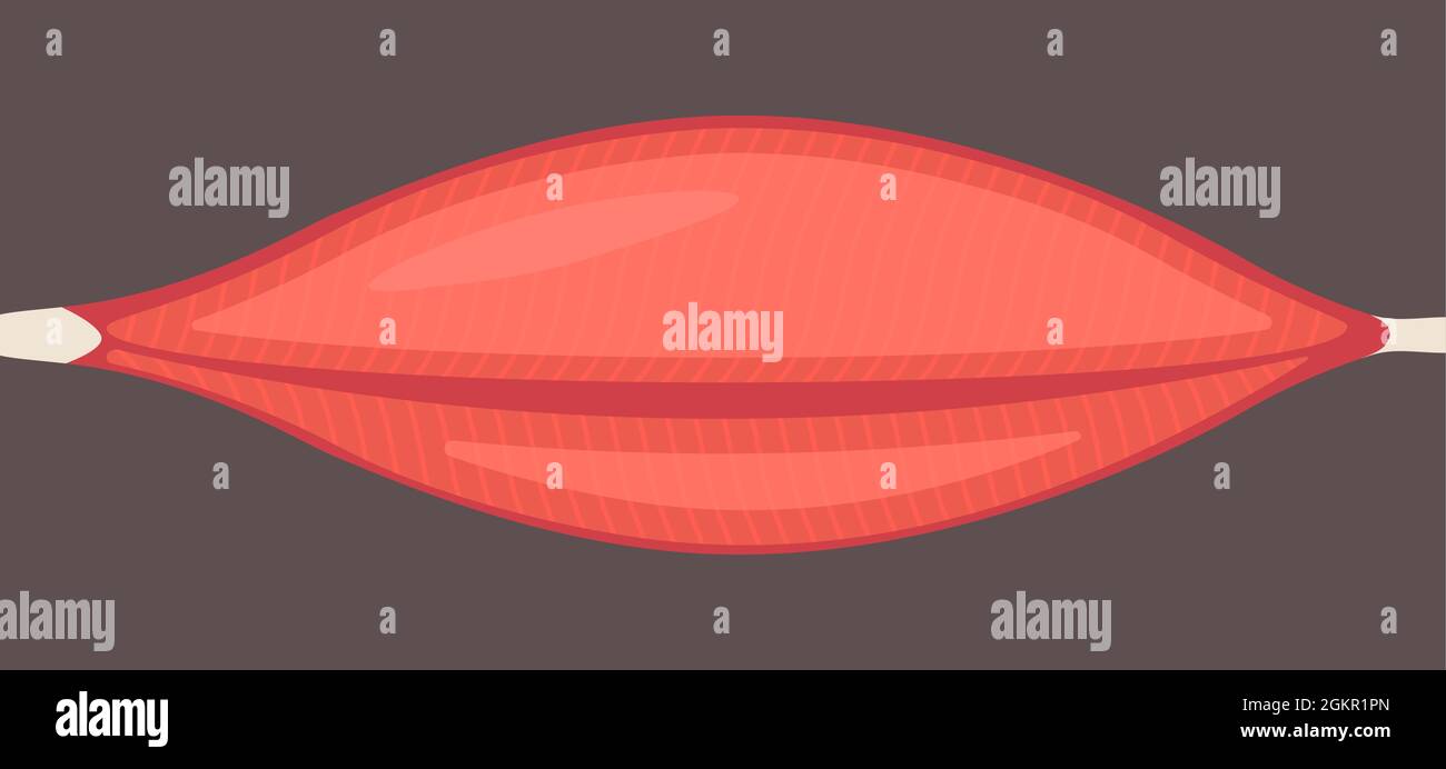 Icône de tissu de muscle humain plat. Icône d'anatomie de muscle vecteur isolée Illustration de Vecteur