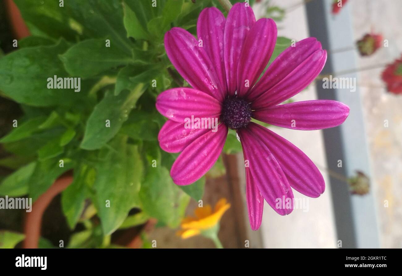 Gros plan d'une fleur de pâquerette africaine violette Photo Stock - Alamy