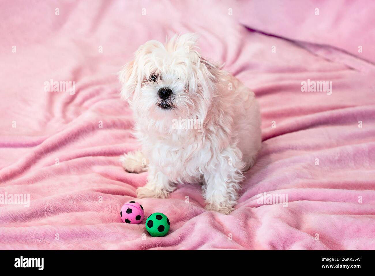 Mignon jeune chien maltais blanc assis sur le lit et jouant avec des balles de jouet à la maison sur fond rose. Banque D'Images