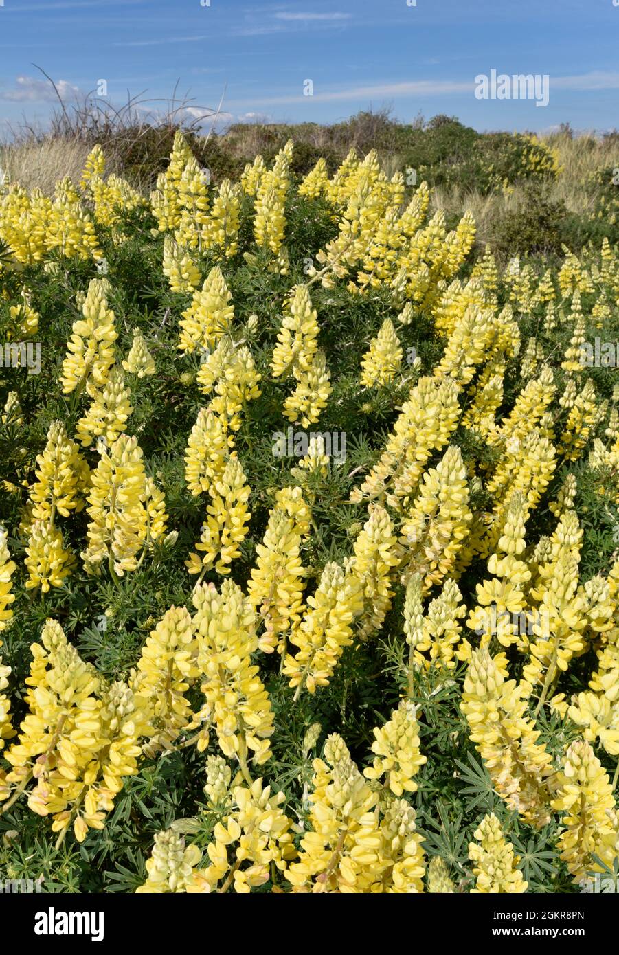 Lupinus arboreus Lupin - arbre Banque D'Images