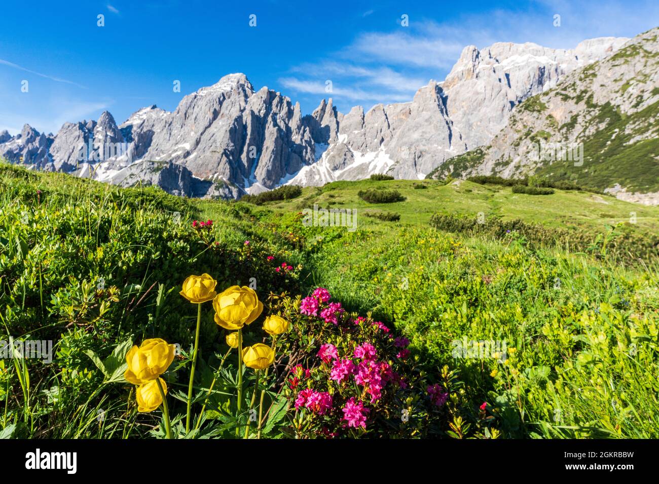 CIMA dei Colesei et le groupe de Popera entouré de rhododendrons en fleur, Comelico, Sesto Dolomites, Vénétie/Tyrol du Sud, Italie, Europe Banque D'Images