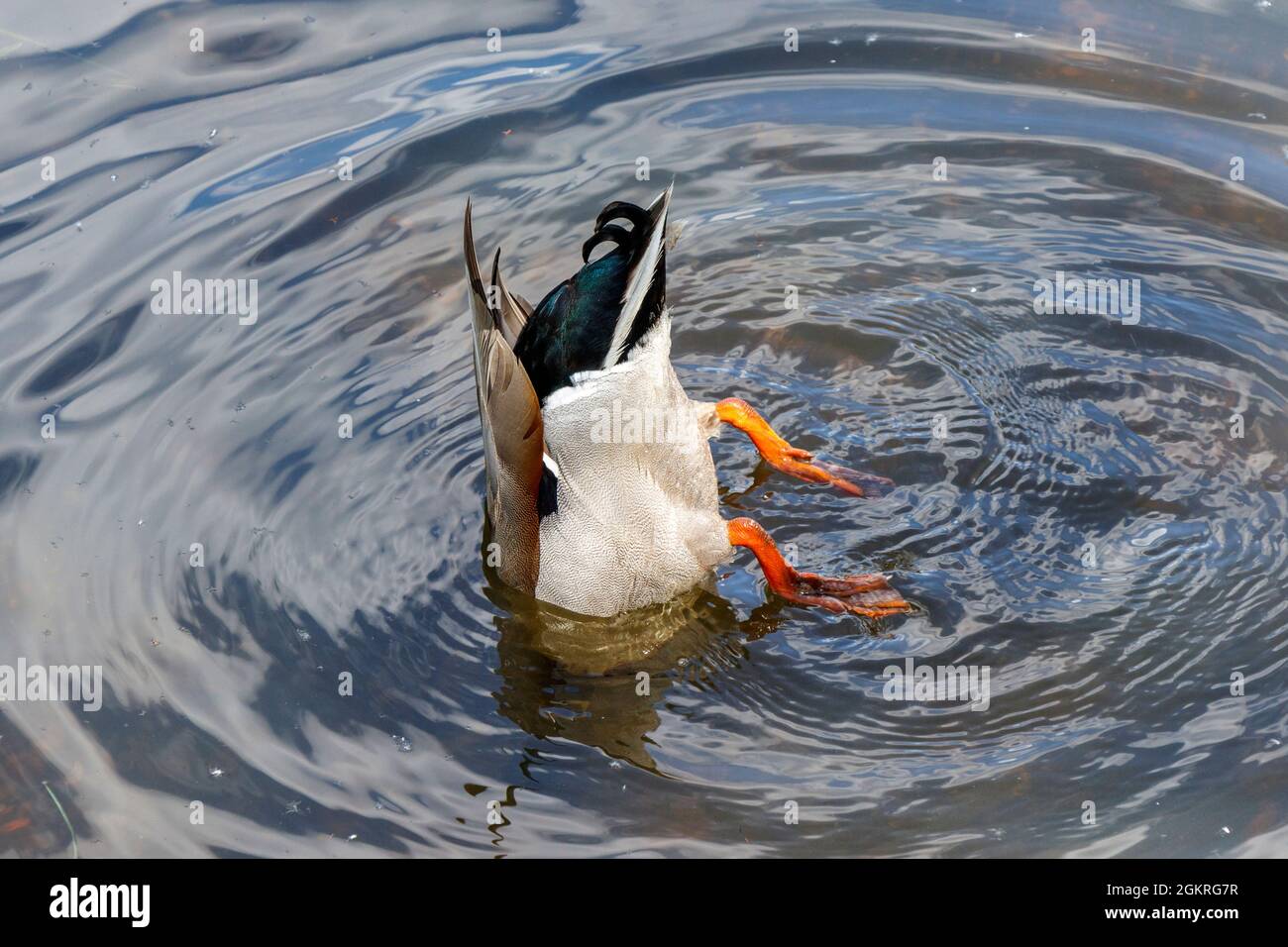 Un canard colvert plongée pour la nourriture sur le fond d'un étang, Londres, Royaume-Uni Banque D'Images