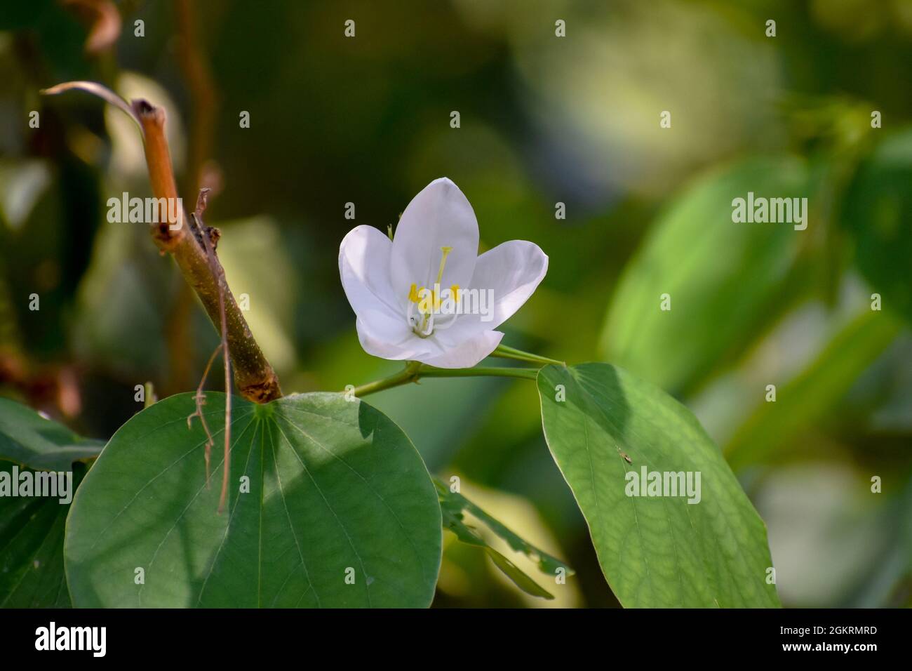 Gros plan d'une fleur de Bauhinia blanche en fleurs Banque D'Images
