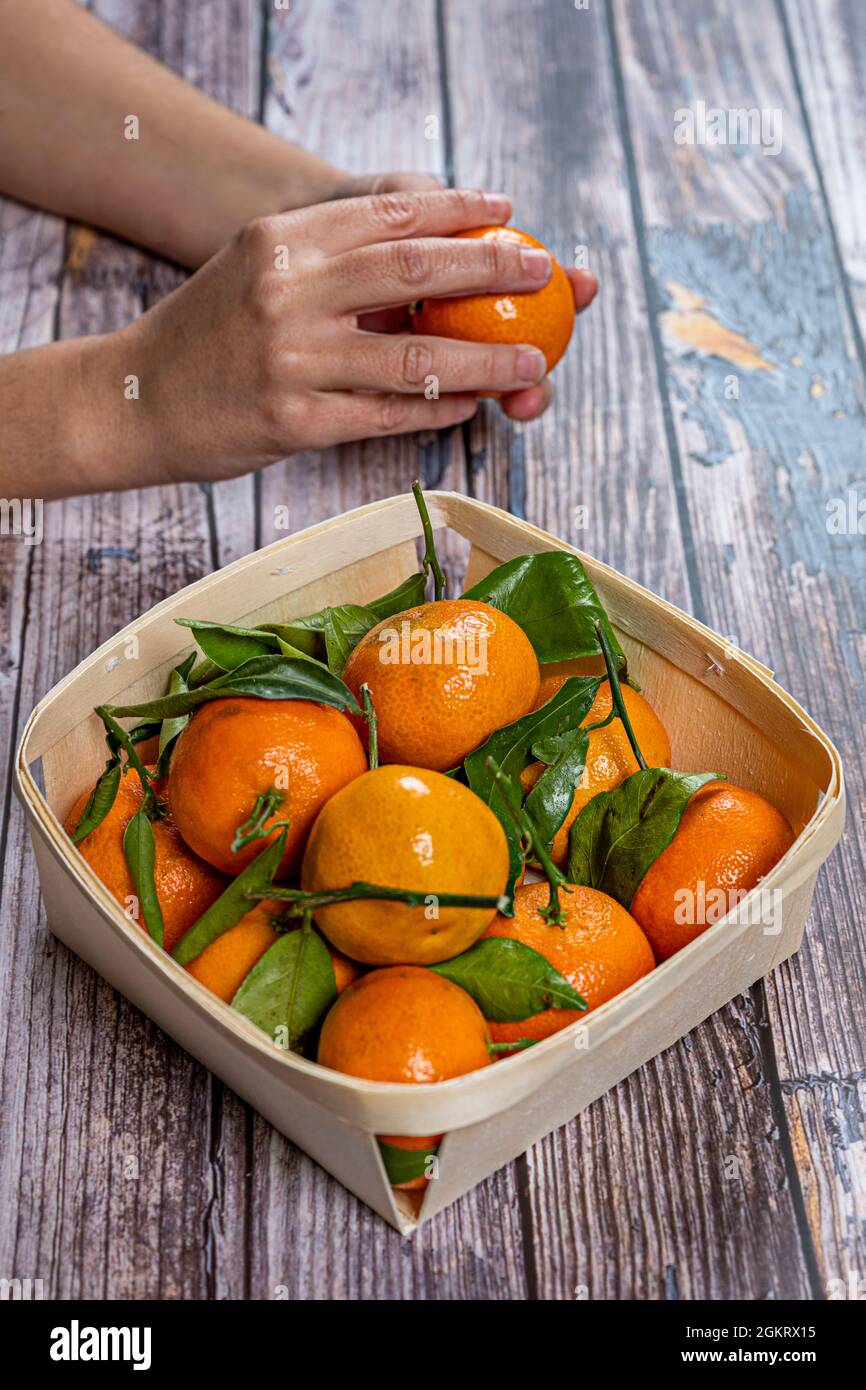 Les mains de la femme cueillant des mandarines d'un panier complet pour les peler sur une table en bois Banque D'Images