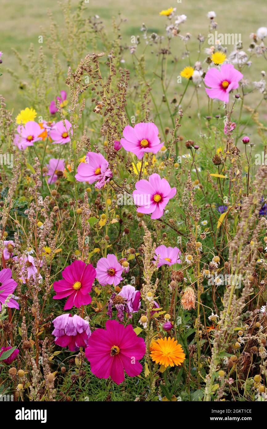 Une superbe exposition de fleurs sauvages et de fleurs annuelles, y compris le rose saisissant de la fleur de type Marguerite Cosmos Banque D'Images