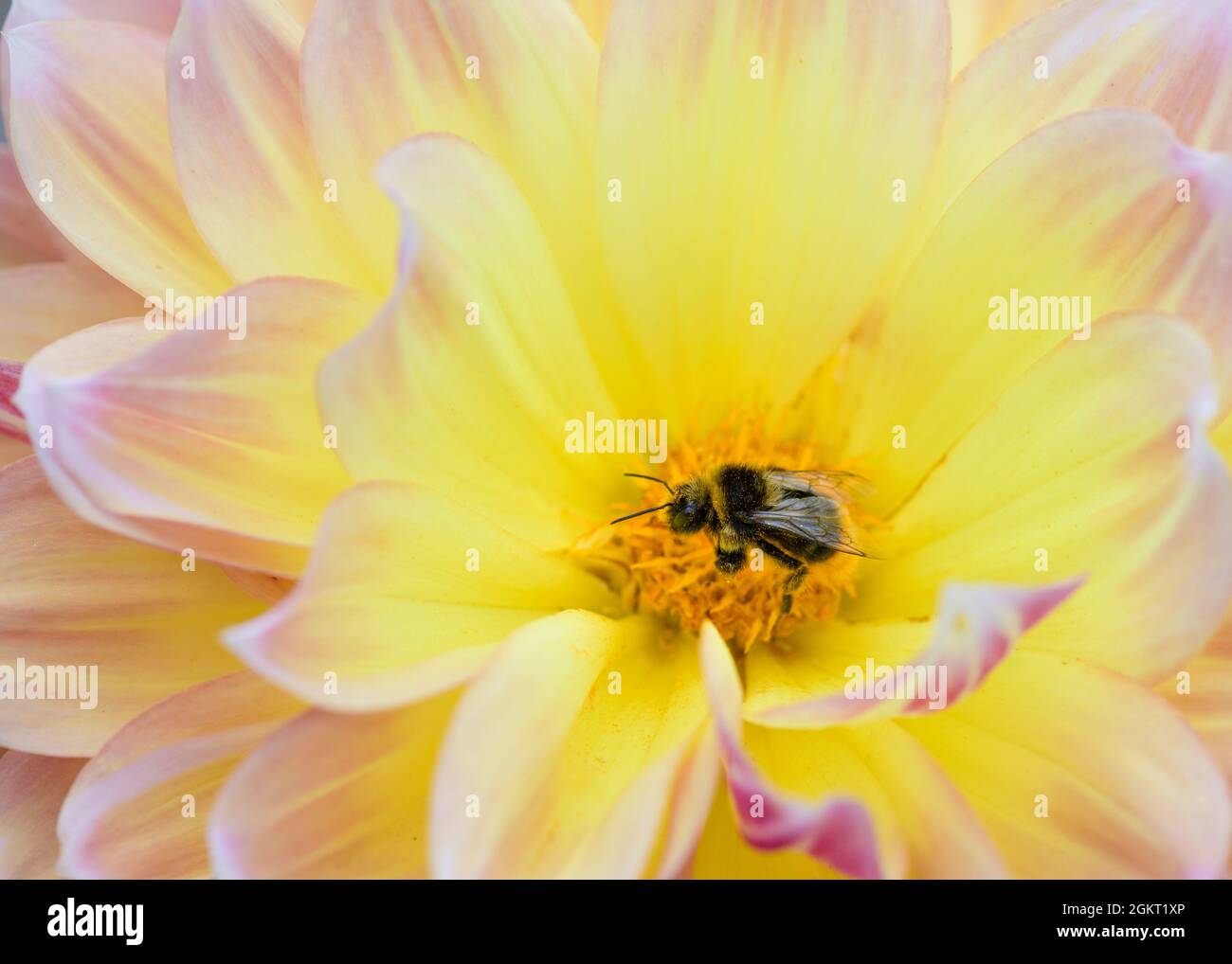 Gros plan d'une abeille à la recherche de nectar sur la tête de fleur d'une dahlia. Banque D'Images