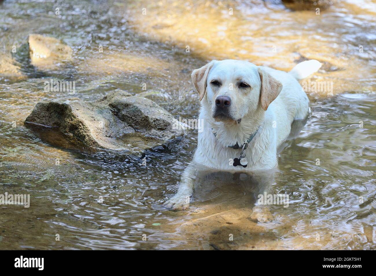 Un labador doré se pose dans l'eau peu profonde d'un creek pour se rafraîchir de la chaleur estivale. Banque D'Images