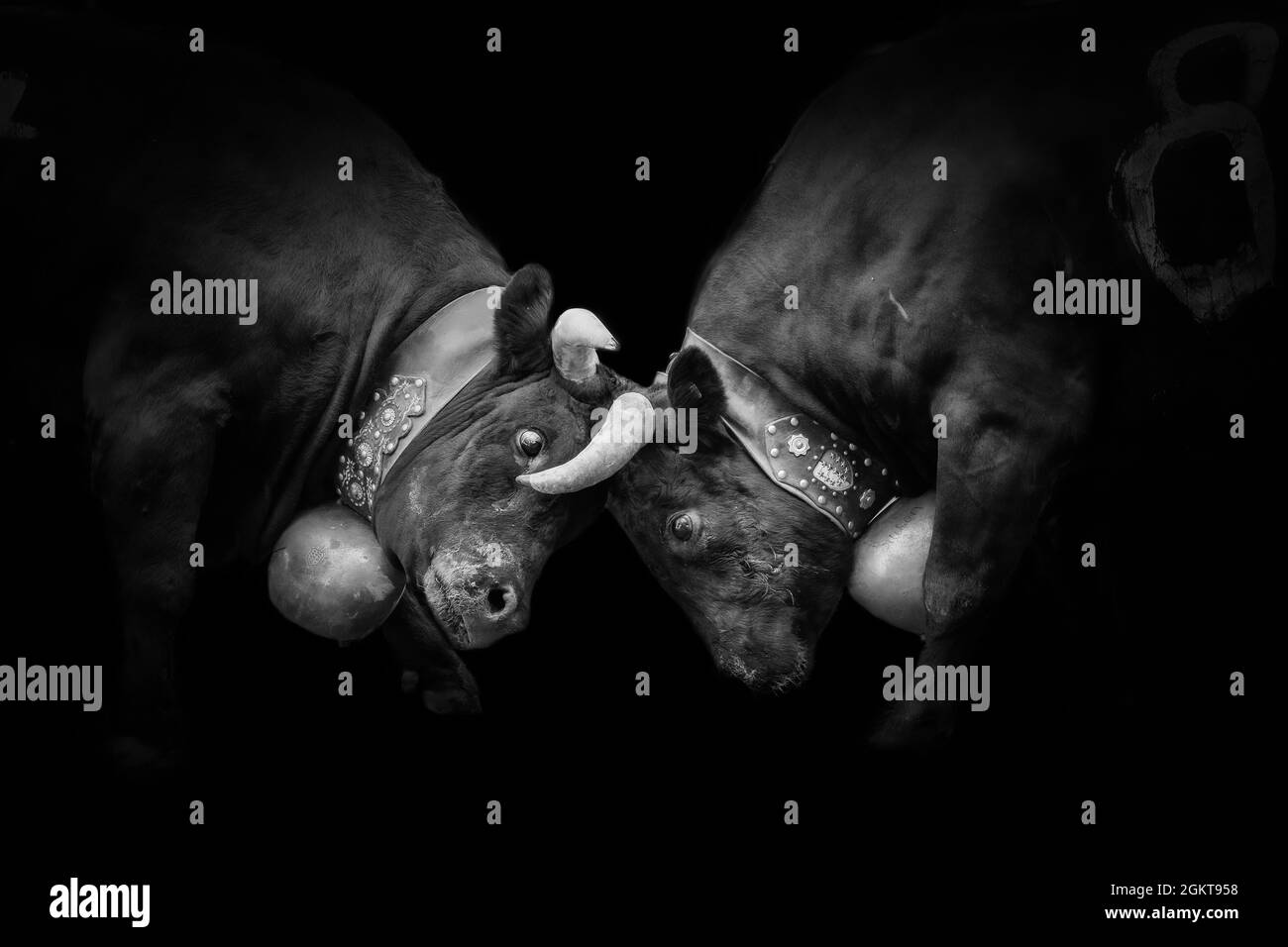 Les vaches Eringer (Herens) enfermer des cornes lors d'un combat de vache, tradition, patrimoine du Valais, le Chable, Suisse Banque D'Images