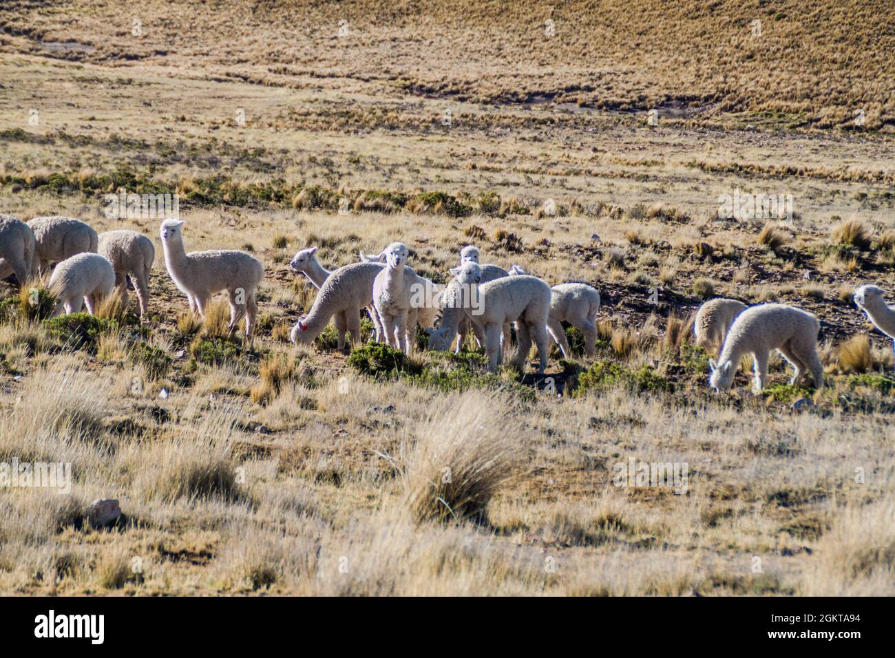 Lamas in Reserva Nacional Salinas y Aguada Blanca Reserve, Pérou Banque D'Images