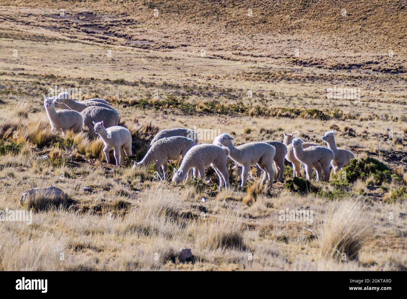 Lamas in Reserva Nacional Salinas y Aguada Blanca Reserve, Pérou Banque D'Images