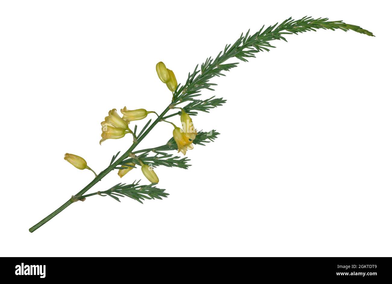 Asperges sauvages - asperges prostratus Banque D'Images