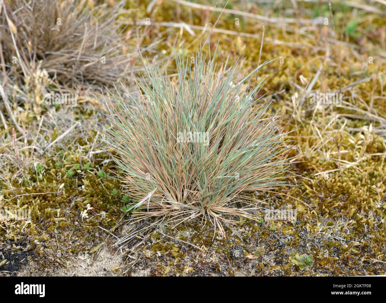 Herbe à cheveux grise - Corynephorus canescens Banque D'Images